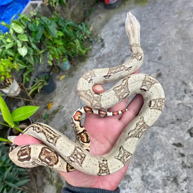 White Constrictor Imperator