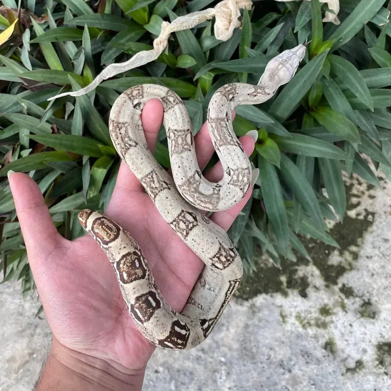 White Constrictor Imperator