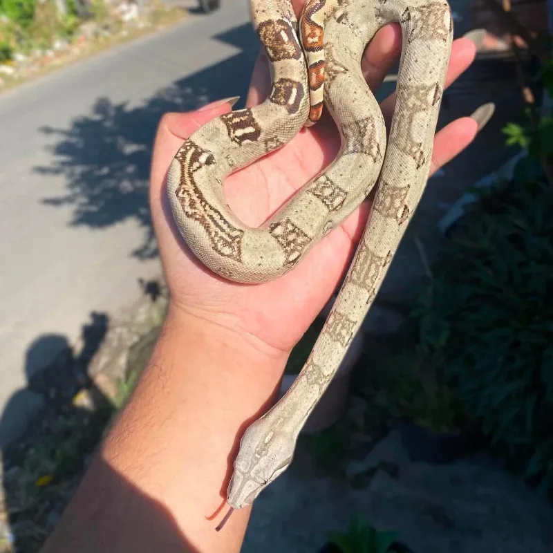 White Constrictor Imperator