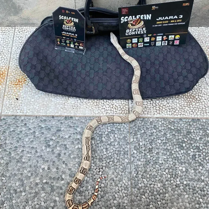 White Constrictor Imperator
