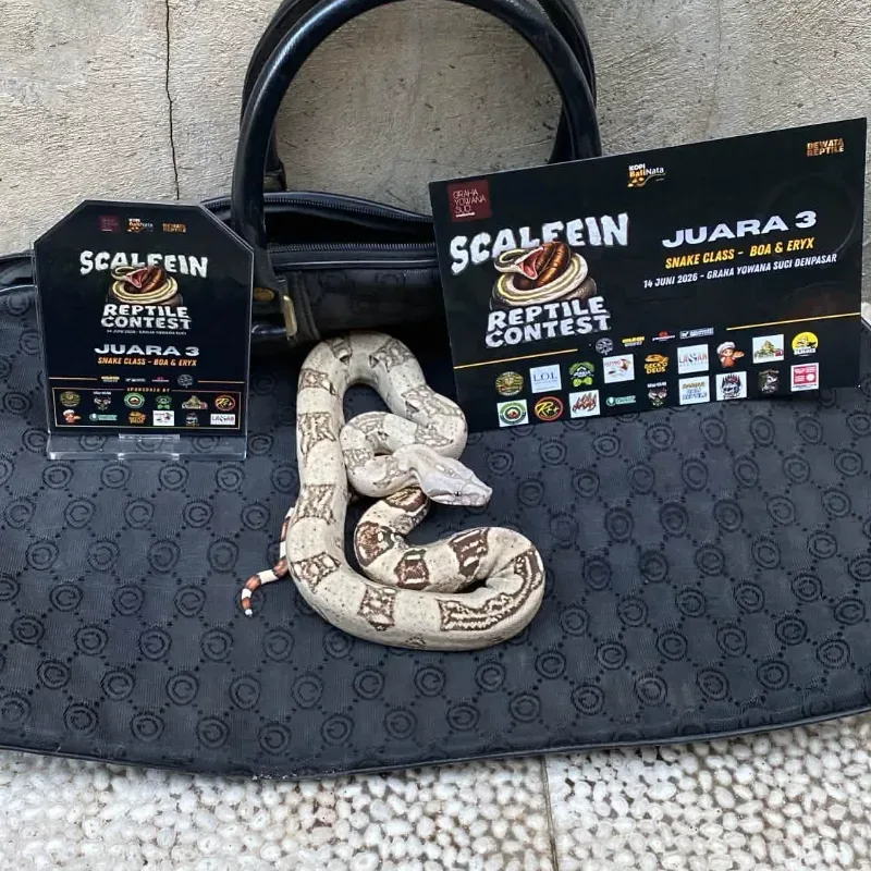 White Constrictor Imperator