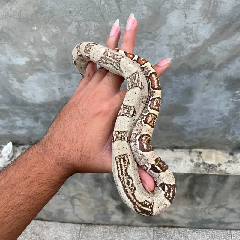 White Constrictor Imperator