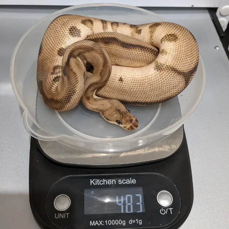 M Leopard Red Stripe Clown Poss YB