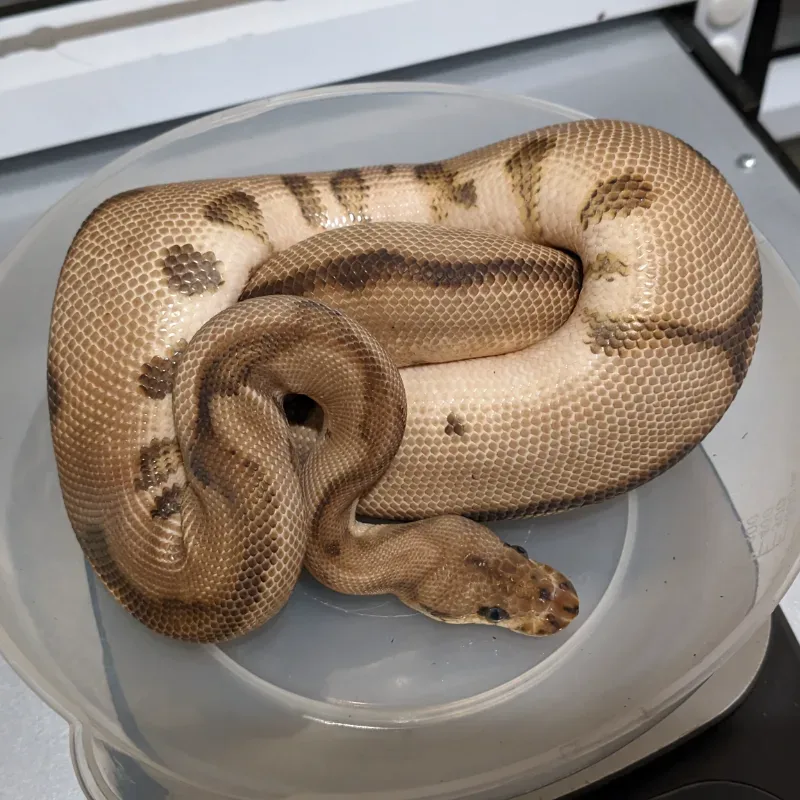 M Leopard Red Stripe Clown Poss YB