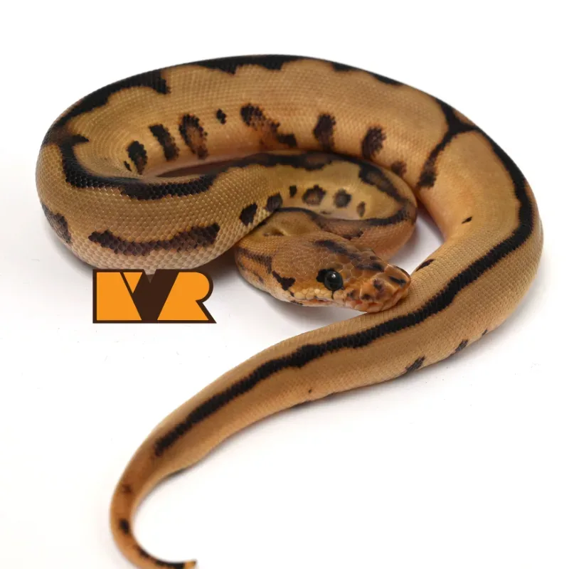 M Leopard Red Stripe Clown Poss YB