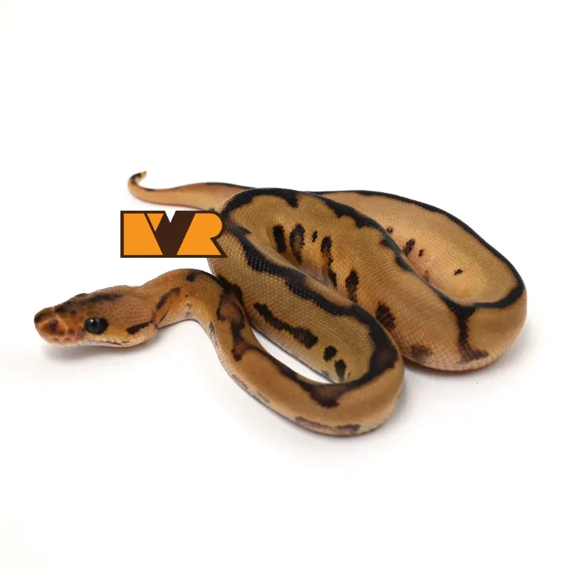 M Leopard Red Stripe Clown Poss YB