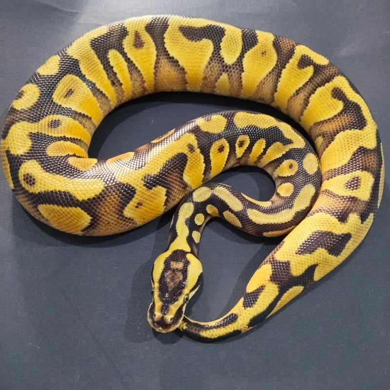 Pastel Yellowbelly Enchi