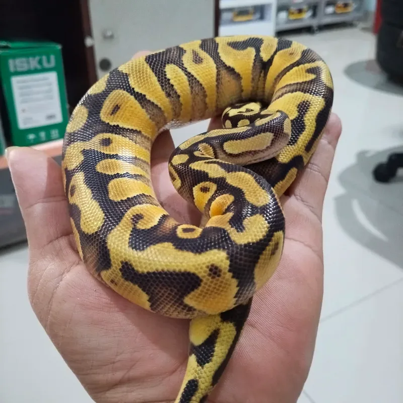 Pastel Yellowbelly Enchi