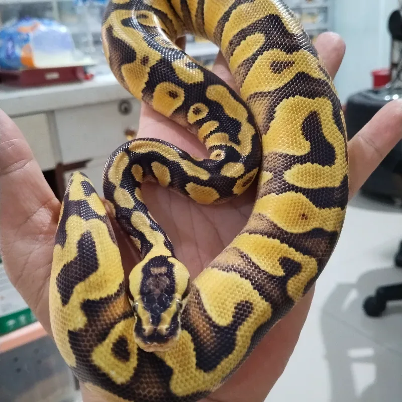 Pastel Yellowbelly Enchi