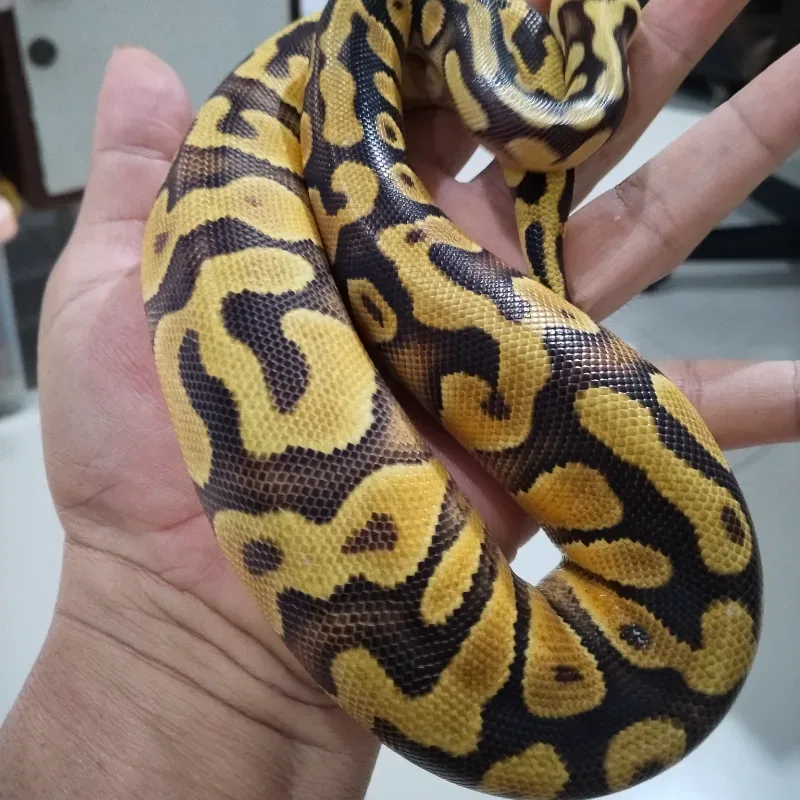 Pastel Yellowbelly Enchi