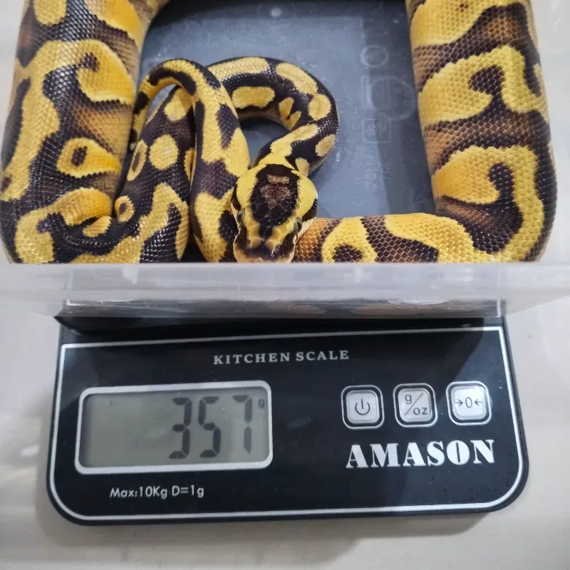 Pastel Yellowbelly Enchi