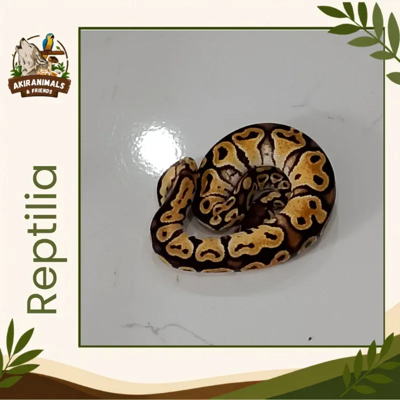 Pastel het Lavender Pied