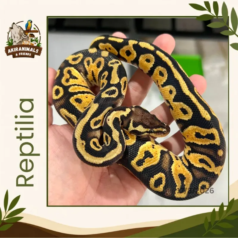 Pastel Het Lavender Albino Het Pied