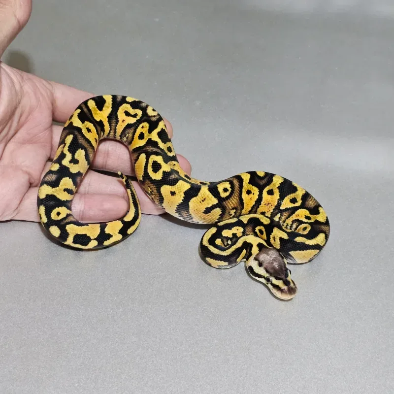 Enchi Pastel Wookie Yellowbelly Het Clown 2