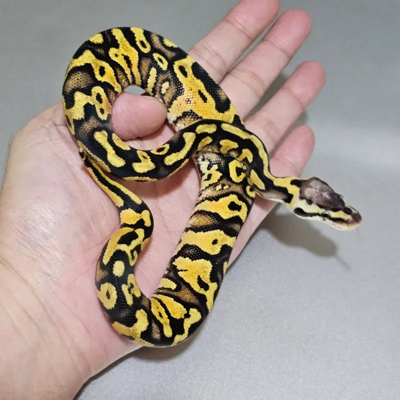 Enchi Pastel Wookie Yellowbelly Het Clown 3