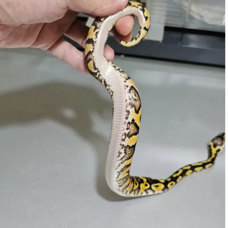 Enchi Pastel Wookie Yellowbelly Het Clown 4