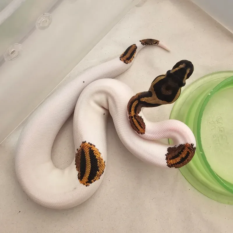Black Pastel Yellowbelly Pied