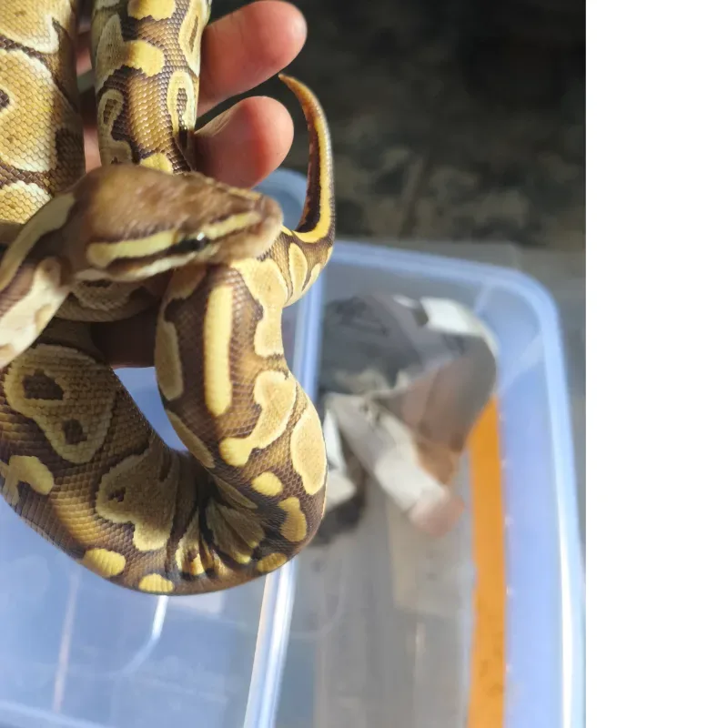 F. Butter Pastel