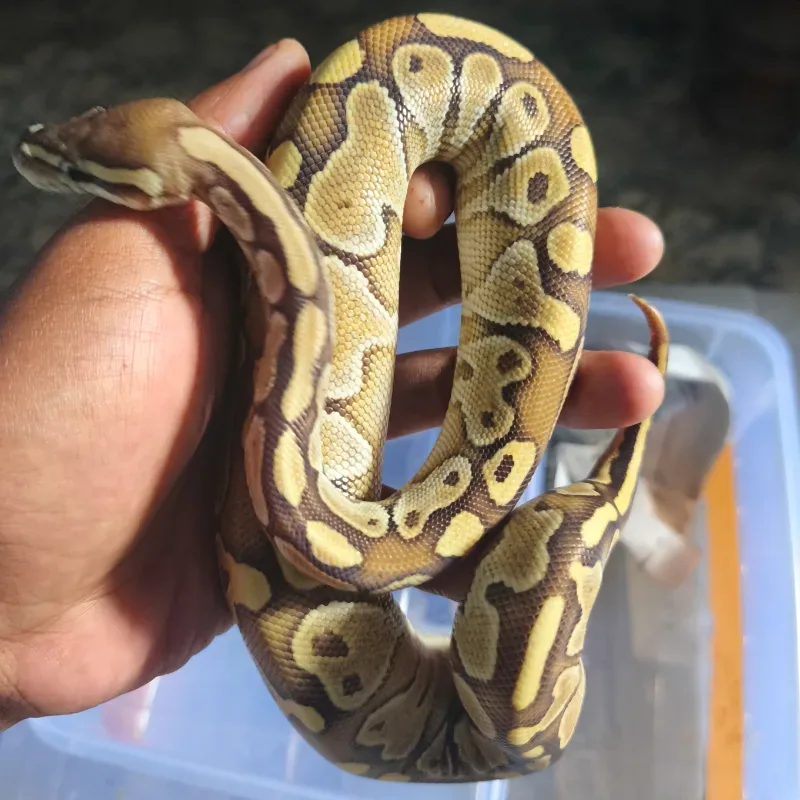 F. Butter Pastel