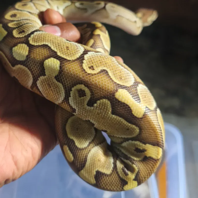 F. Butter Pastel