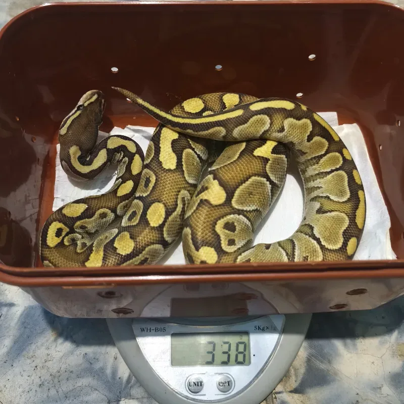 F. Butter Pastel
