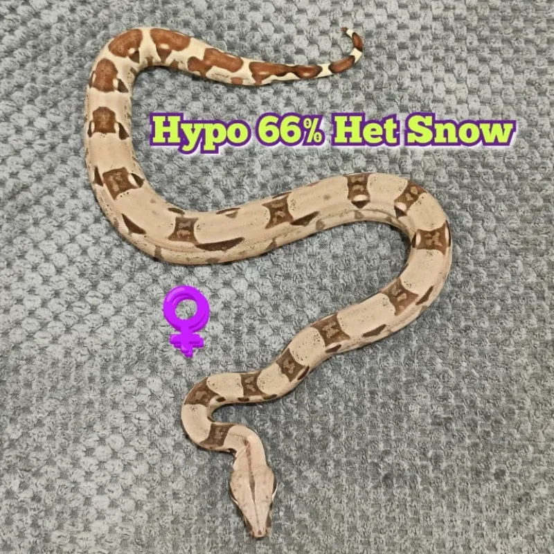 BOA Hypo Het 66% Snow