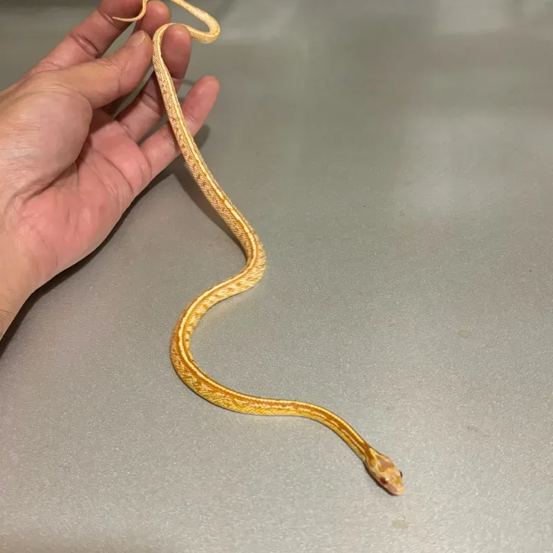 Caramel Albino/Amelanistic Tessera Masque 66% Het Anerythristic 66% Het Diffused