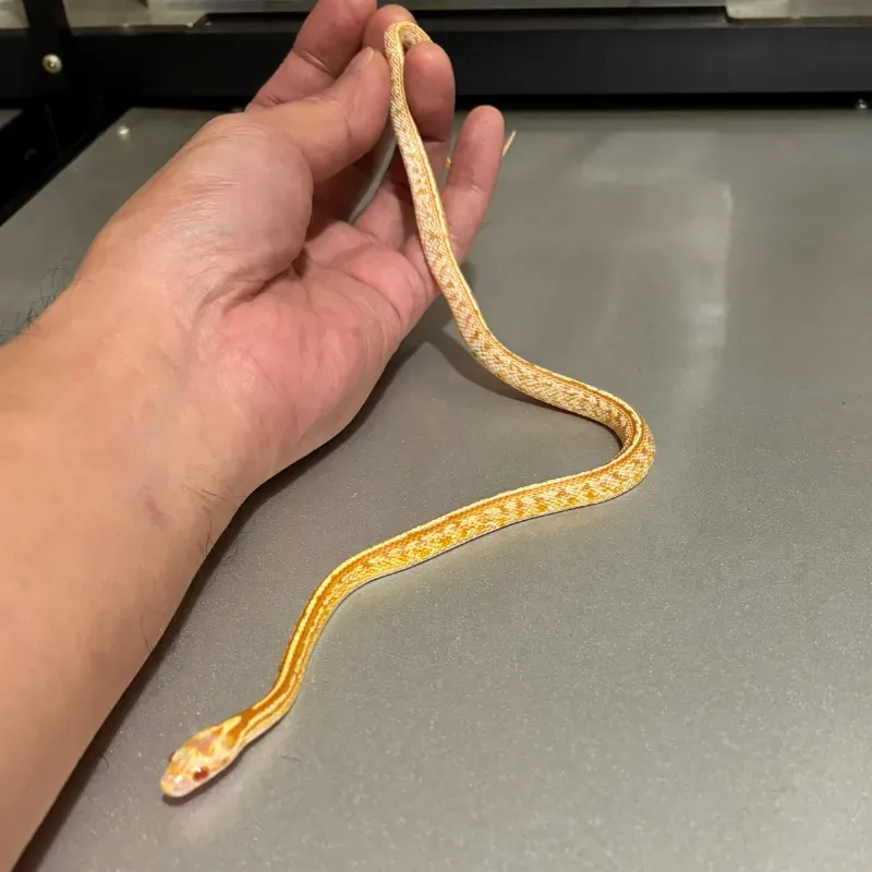 Caramel Albino/Amelanistic Tessera Masque 66% Het Anerythristic 66% Het Diffused 2