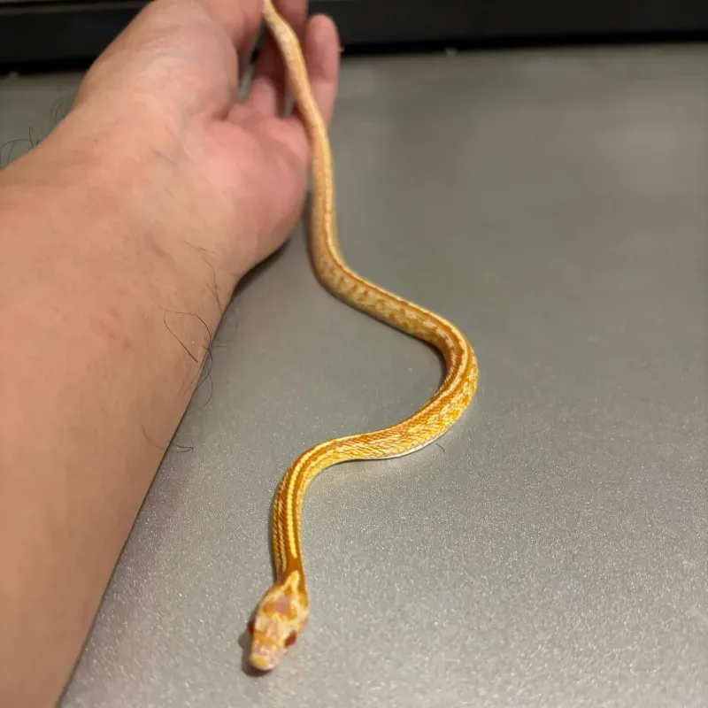 Caramel Albino/Amelanistic Tessera Masque 66% Het Anerythristic 66% Het Diffused 3