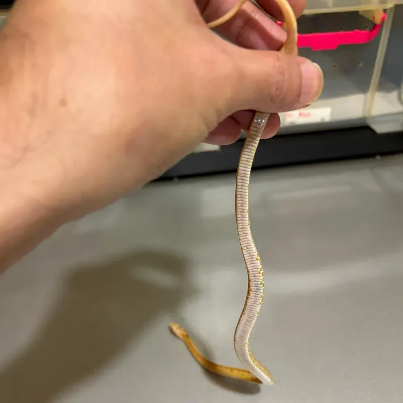 Caramel Albino/Amelanistic Tessera Masque 66% Het Anerythristic 66% Het Diffused 4