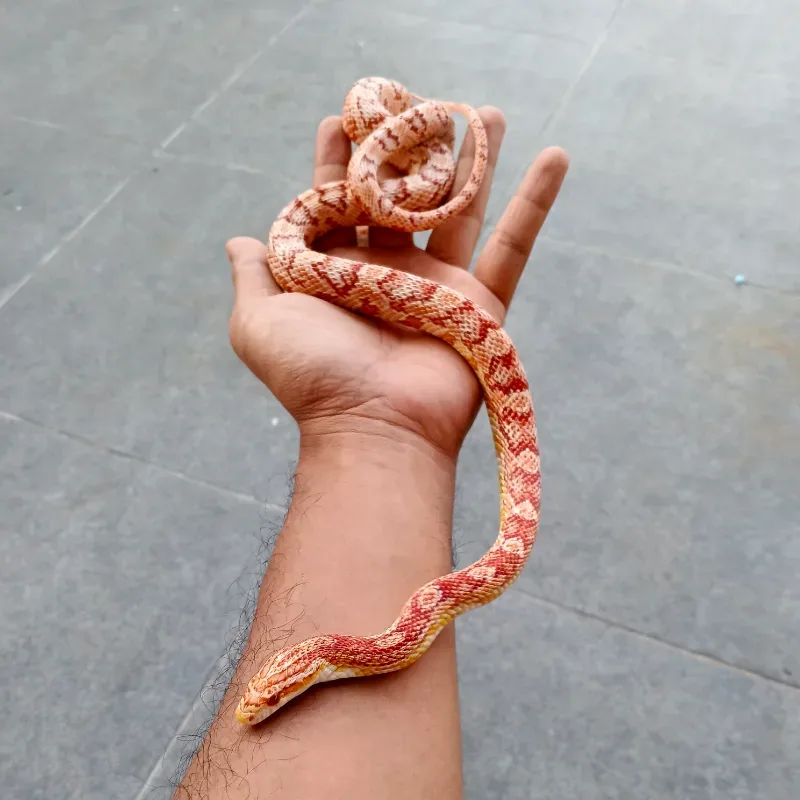 Albino/Amelanistic
