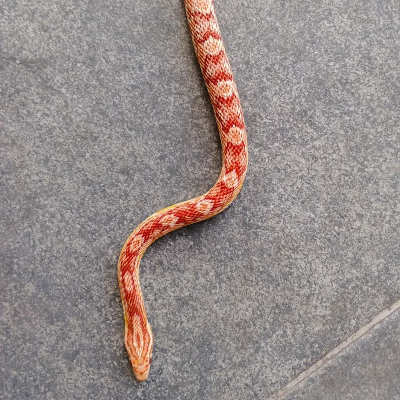 Cornsnake Amelanistic Adult 2