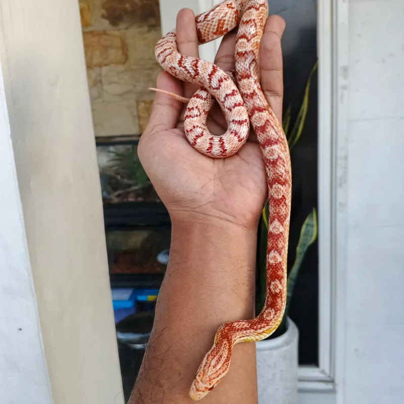 Cornsnake Amelanistic Adult 4