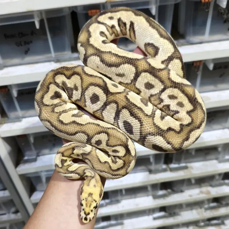 Fire Spotnose Clown