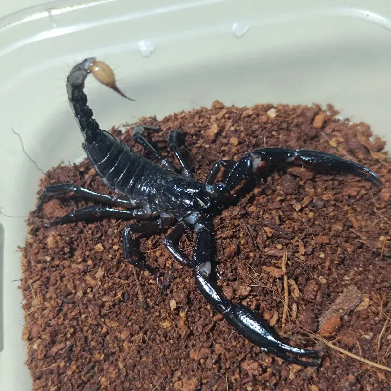 Heterometrus longimanus