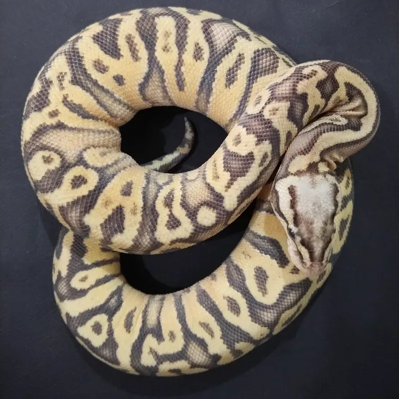 Superfly Spotnose het axanthic