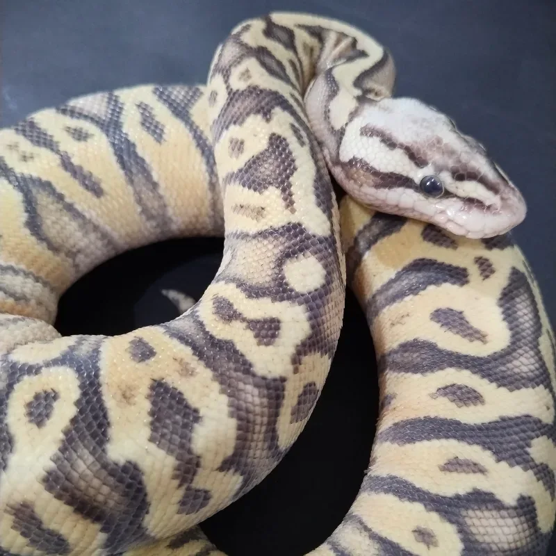 Superfly Spotnose het axanthic