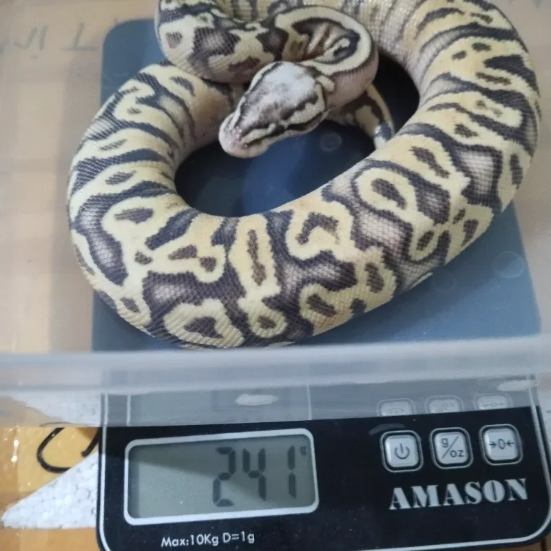 Superfly Spotnose het axanthic