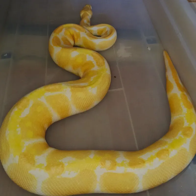 Albino het Clown 2