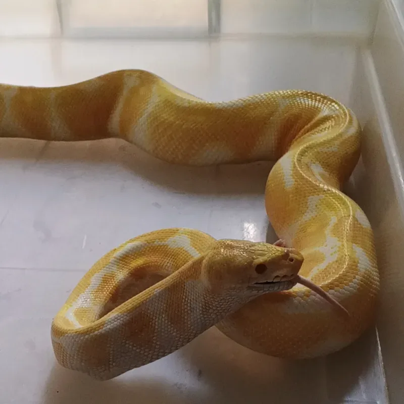 Albino het Clown 3