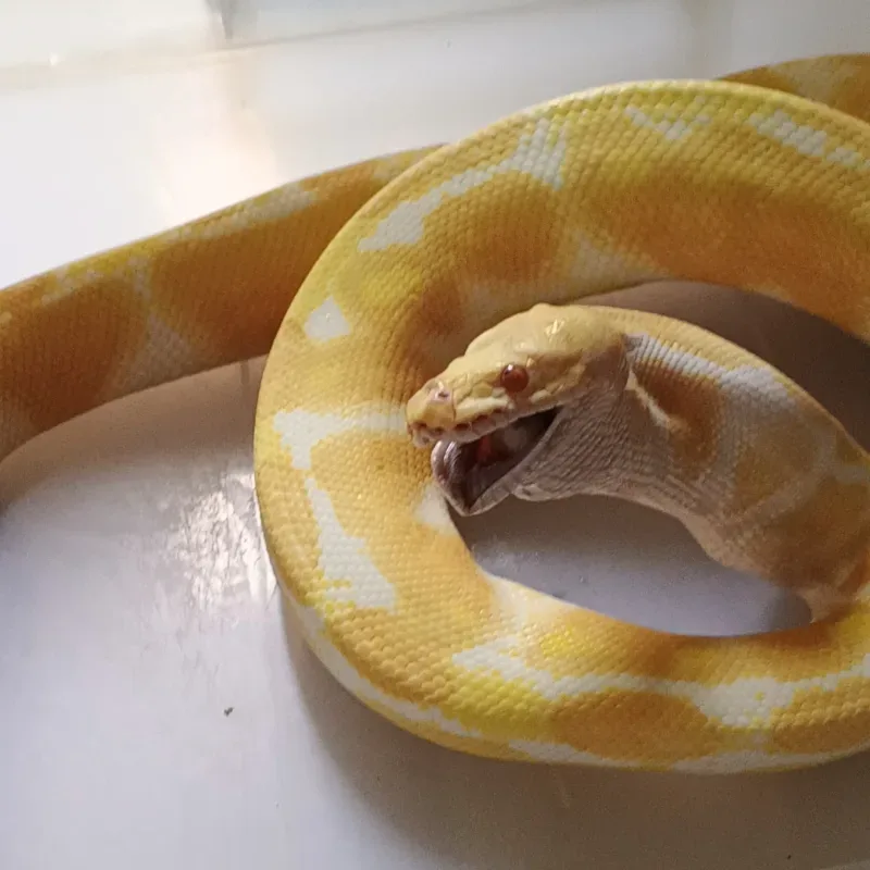 Albino het Clown 4