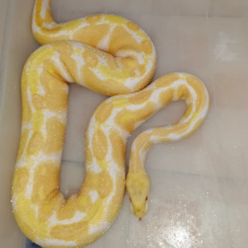 Albino het Clown 5