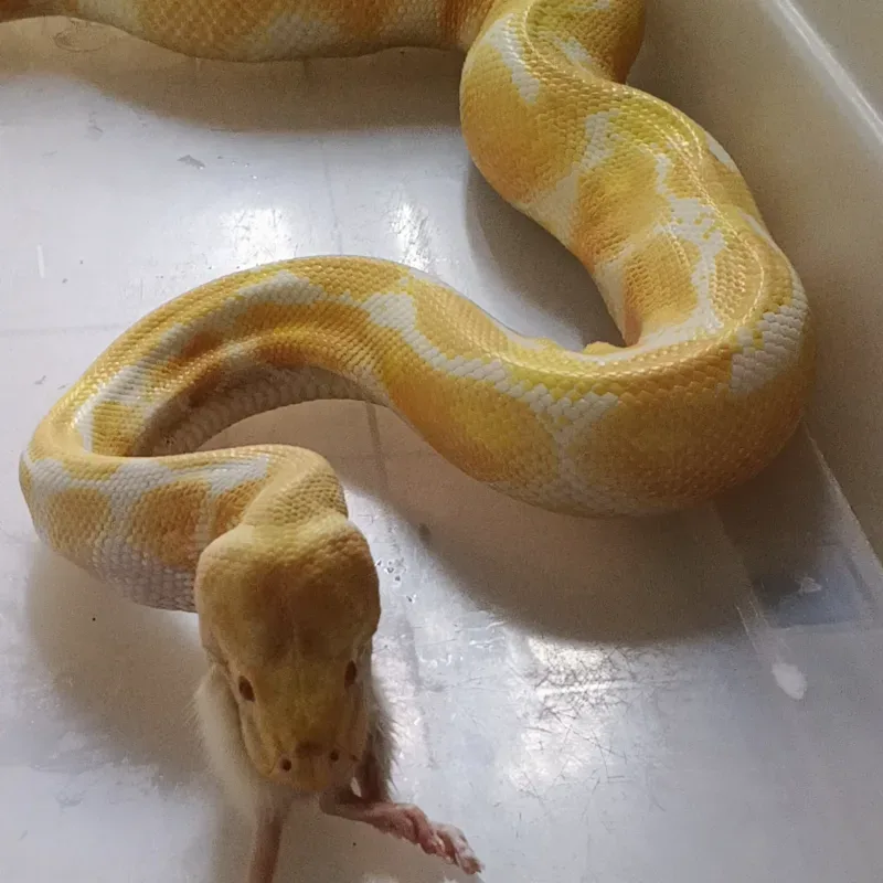 Albino het Clown 6