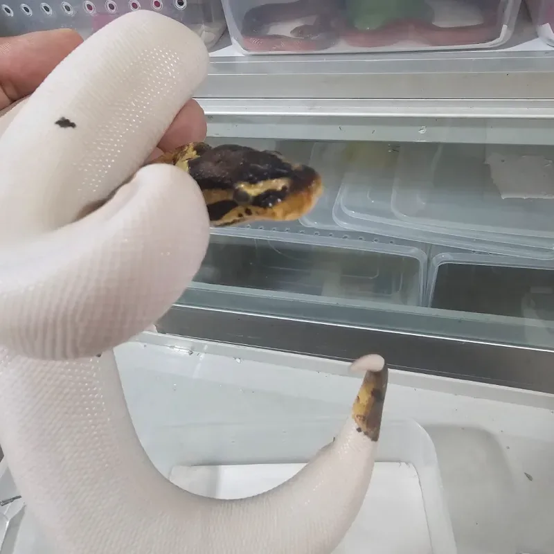 Pastel Orange Dream Pied