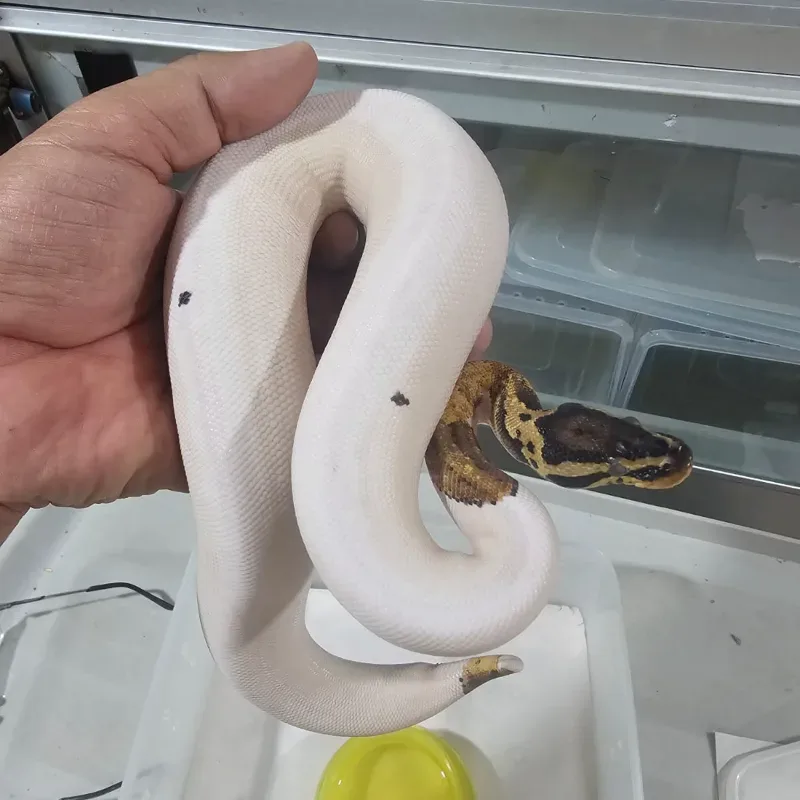 Pastel Orange Dream Pied