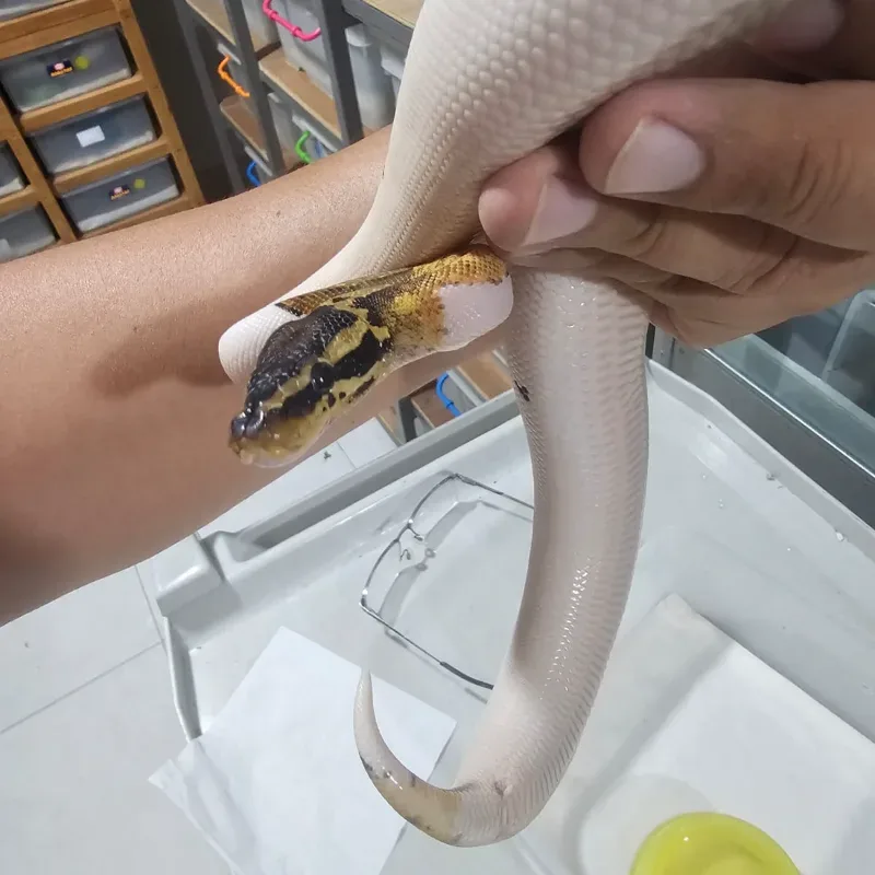Pastel Orange Dream Pied