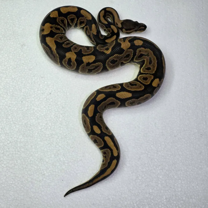 Black Pastel Het Clown