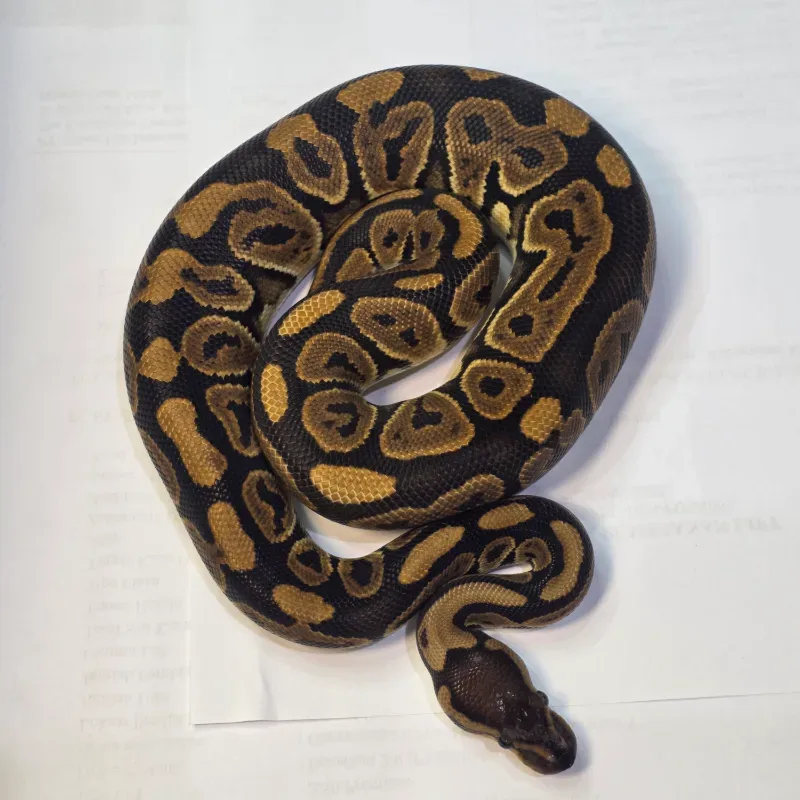 Black Pastel Het Clown