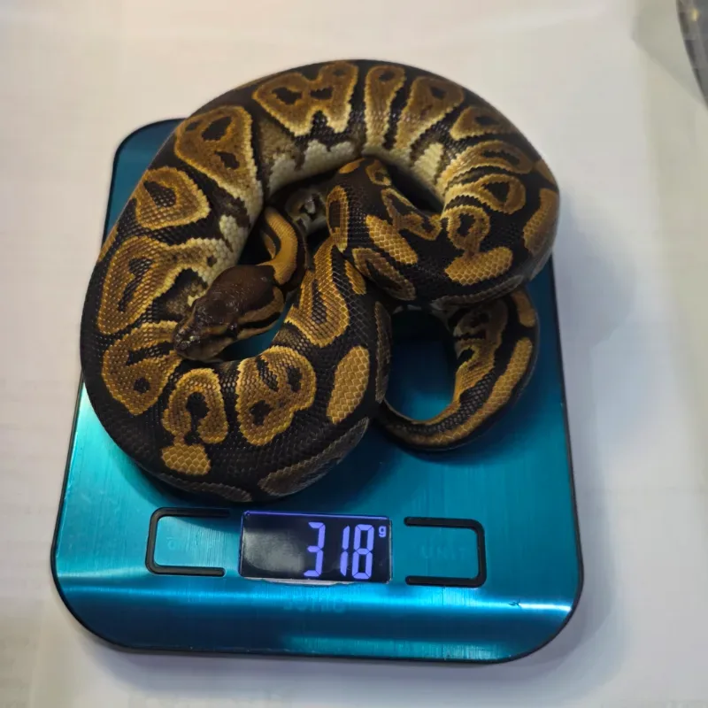 Black Pastel Het Clown