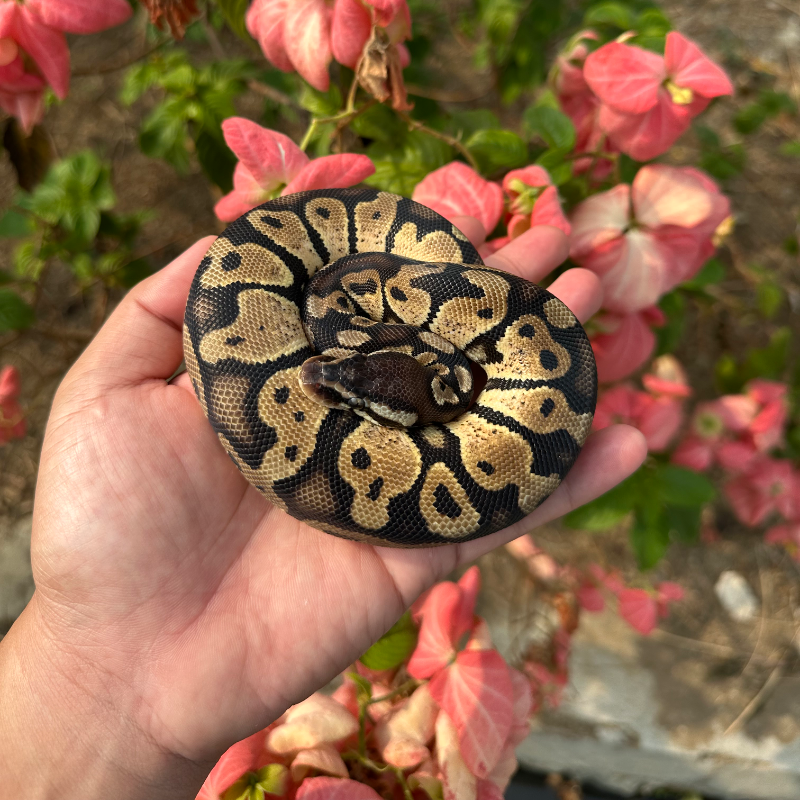 Pastel Het Axantic VPI